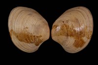 藏品(臺灣環簾蛤 )的圖片